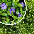 planten voor schaduw buiten