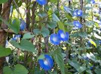Prachtige Eenjarige Planten met Blauwe Bloemen: Een Kleurrijke Toevoeging aan je Tuin