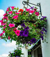 hangende tuinplanten