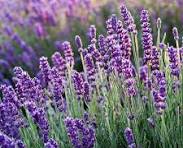 paarse planten winterhard