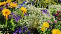 Prachtige Planten voor Buiten in de Schaduwrijke Tuin