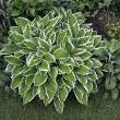 Ontdek de Perfecte Planten voor in de Schaduw van Jouw Buitentuin