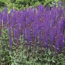 Pracht en Praal: De Betoverende Plant met Lange Paarse Bloemen