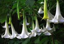 Pracht en Sereniteit: De Betoverende Wereld van Planten met Witte Kelken