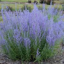Winterharde en Groenblijvende Planten: Kleurrijke Schoonheid in de Winterse Tuin