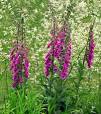 Prachtige Planten voor Buiten Zonder Schaduw