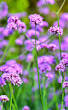 droge border planten