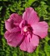 hibiscus tuinplant