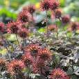 klein blijvende planten