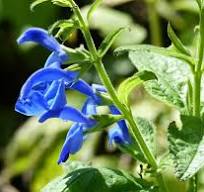 Prachtige Salvia Blauw: De Ideale Vaste Plant voor uw Tuin