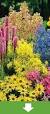 salvia plant kopen