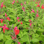 salvia rood vaste plant