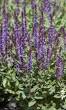 Ontdek de Schoonheid van Salvia als Onmisbare Tuinplant