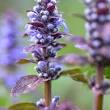 Pracht van Schaduwrijke Bloeiende Planten: Kleurrijk Leven in de Schaduw