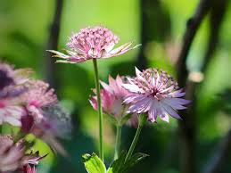 Prachtige Bloemenpracht: Kleine Vaste Planten met Bloemen