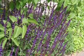 Betoverende Paarse Planten Voor Een Schitterende Tuin
