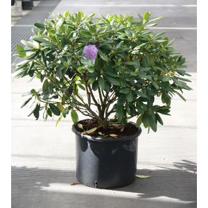 bakker tuinplanten hillegom