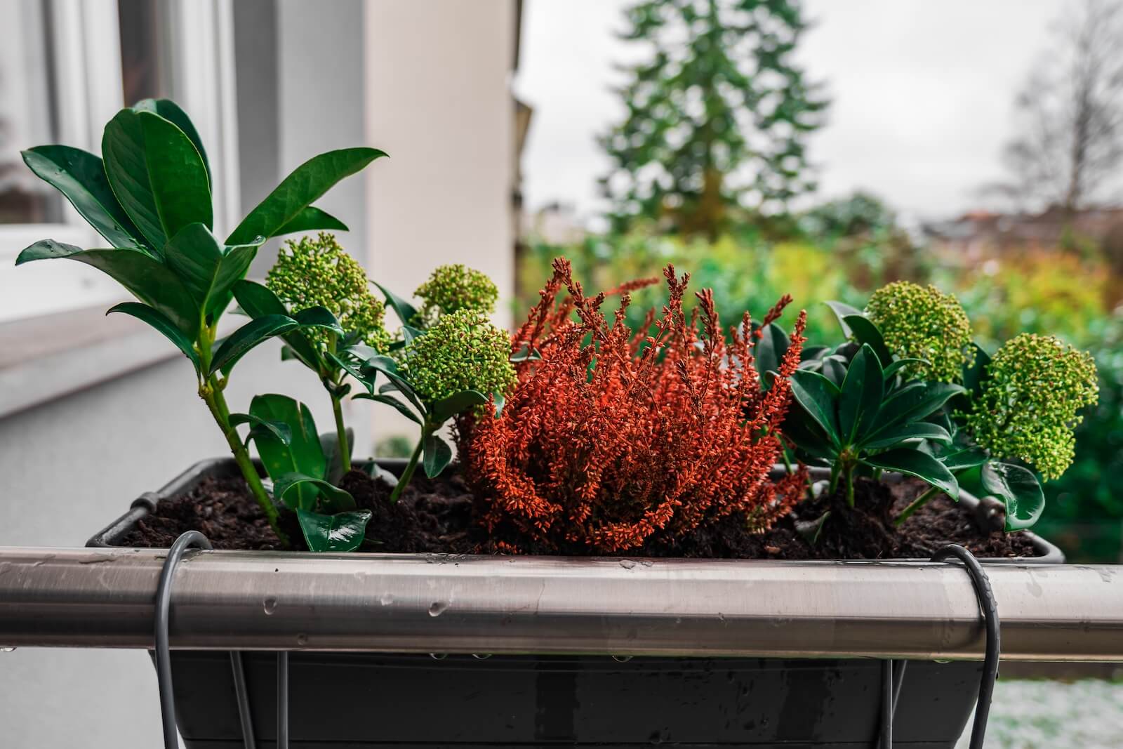 Prachtige Balkon Planten het Hele Jaar Door: Tips en Inspiratie