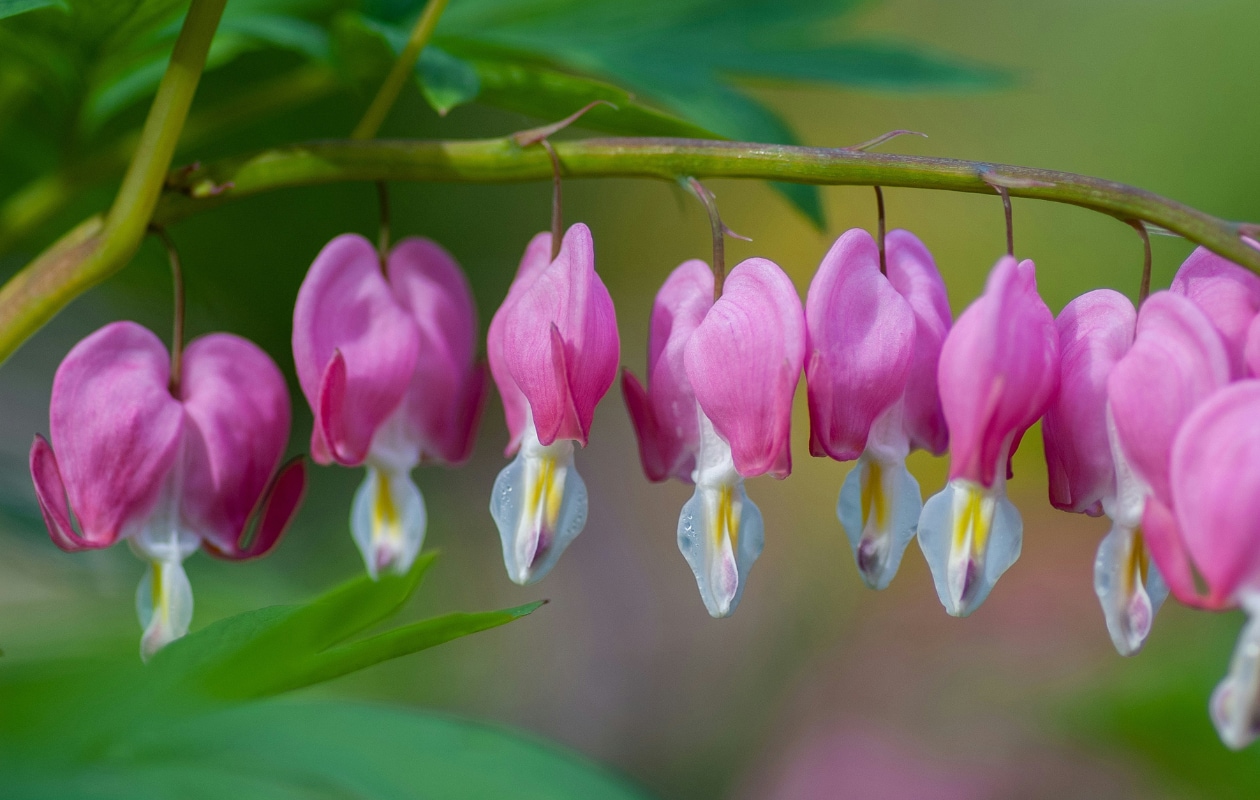 Groene Balkon Planten voor Schaduwrijke Hoekjes