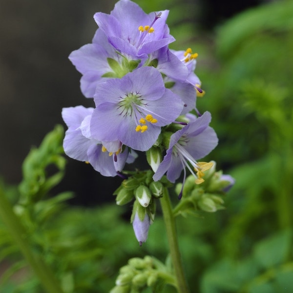 Ontdek de Pracht van Jacobs Tuinplanten voor uw Groene Paradijs