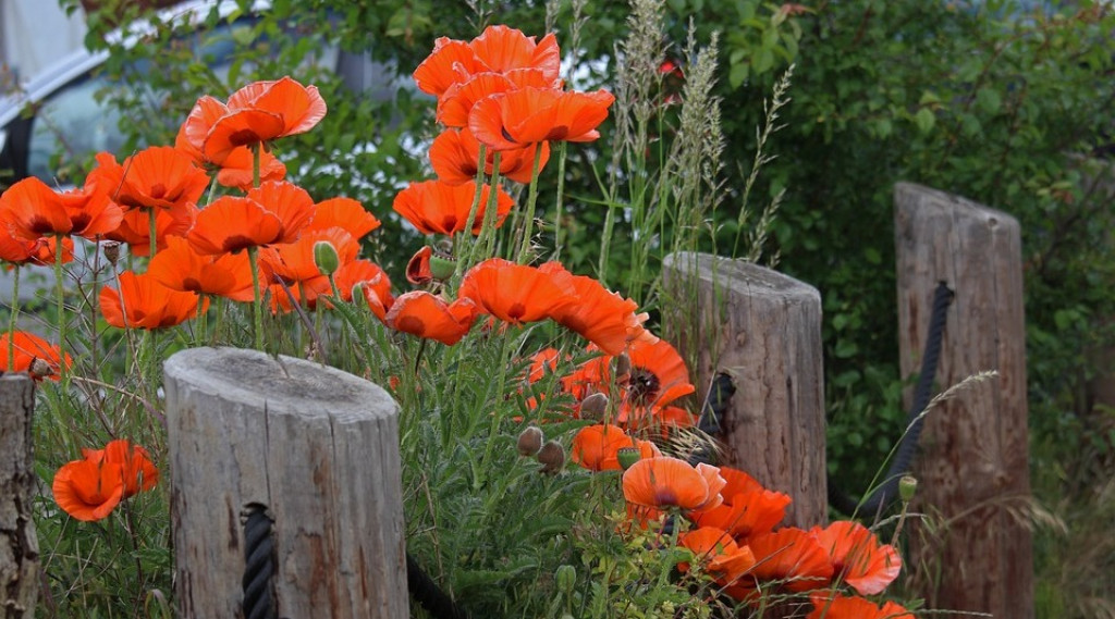 Prachtige Klaproos: Een Tijdloze Vaste Plant voor Uw Tuin