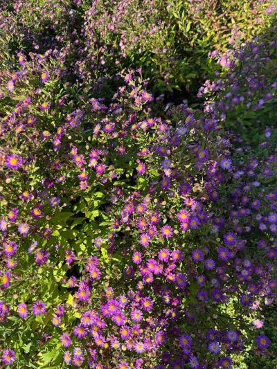 kleine groenblijvende planten
