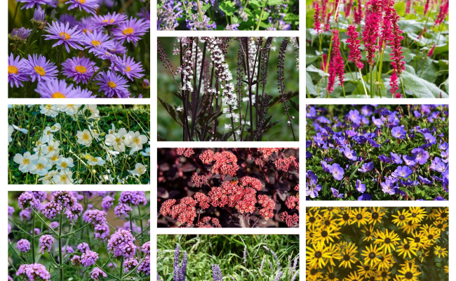 kleurrijke planten buiten