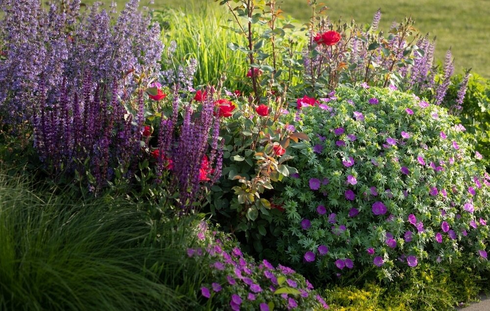 kleurrijke tuinplanten