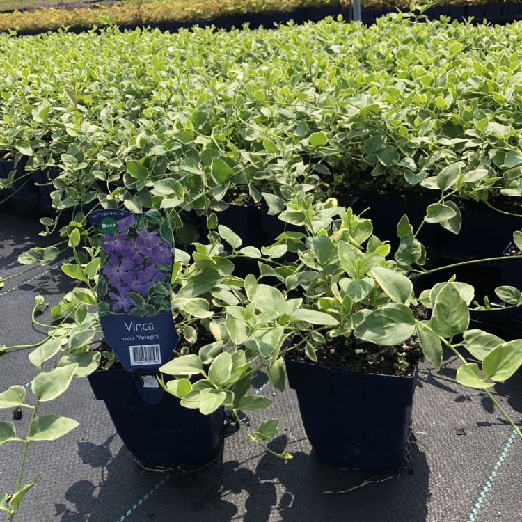 laagblijvende tuinplanten