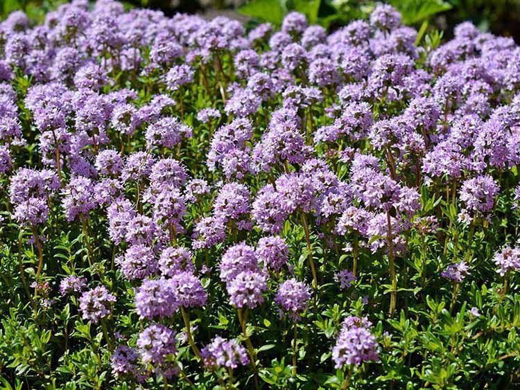 laagblijvende vaste planten volle zon