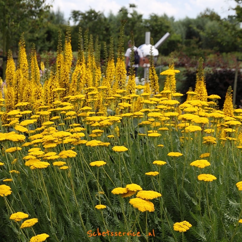 lage vaste tuinplanten