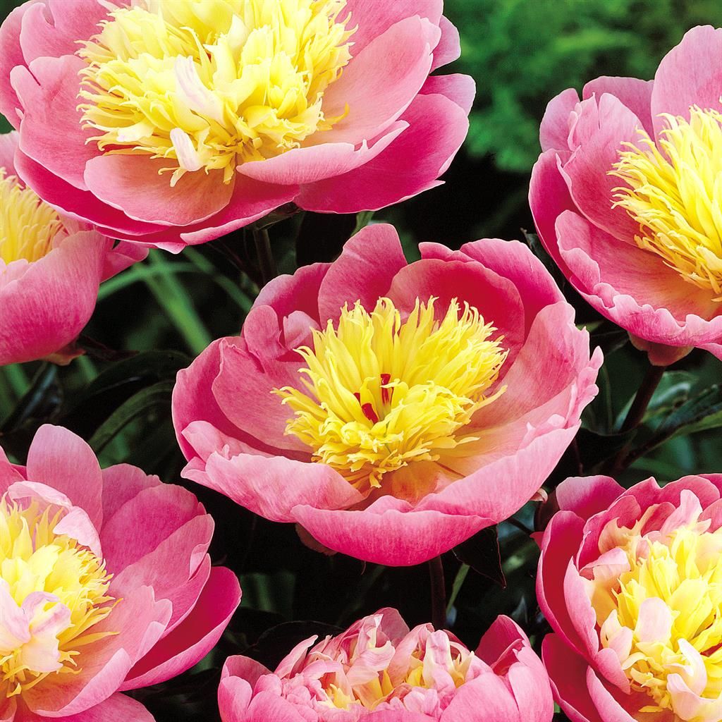 Prachtige Lang Bloeiende Tuinplanten voor een Kleurrijke Tuin