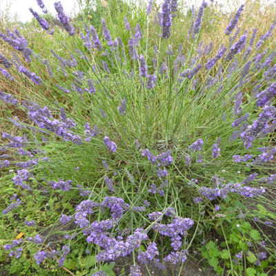lavendel buiten planten