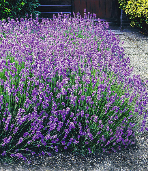 lavendel in tuin planten
