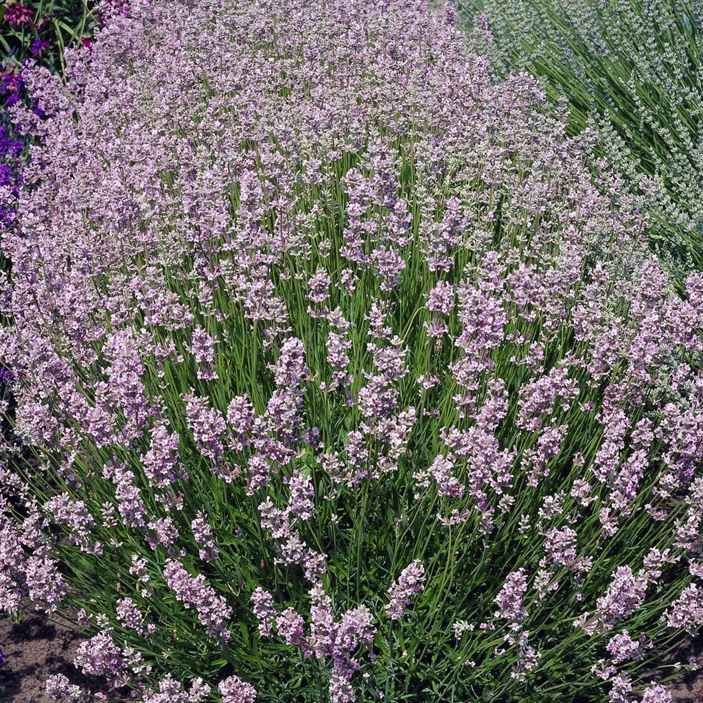 Tips voor het Kweken van Lavendel Planten in de Buitenlucht