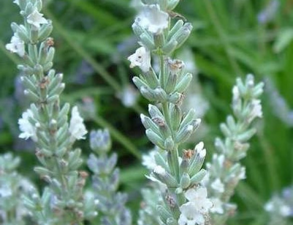 lavendel vaste plant