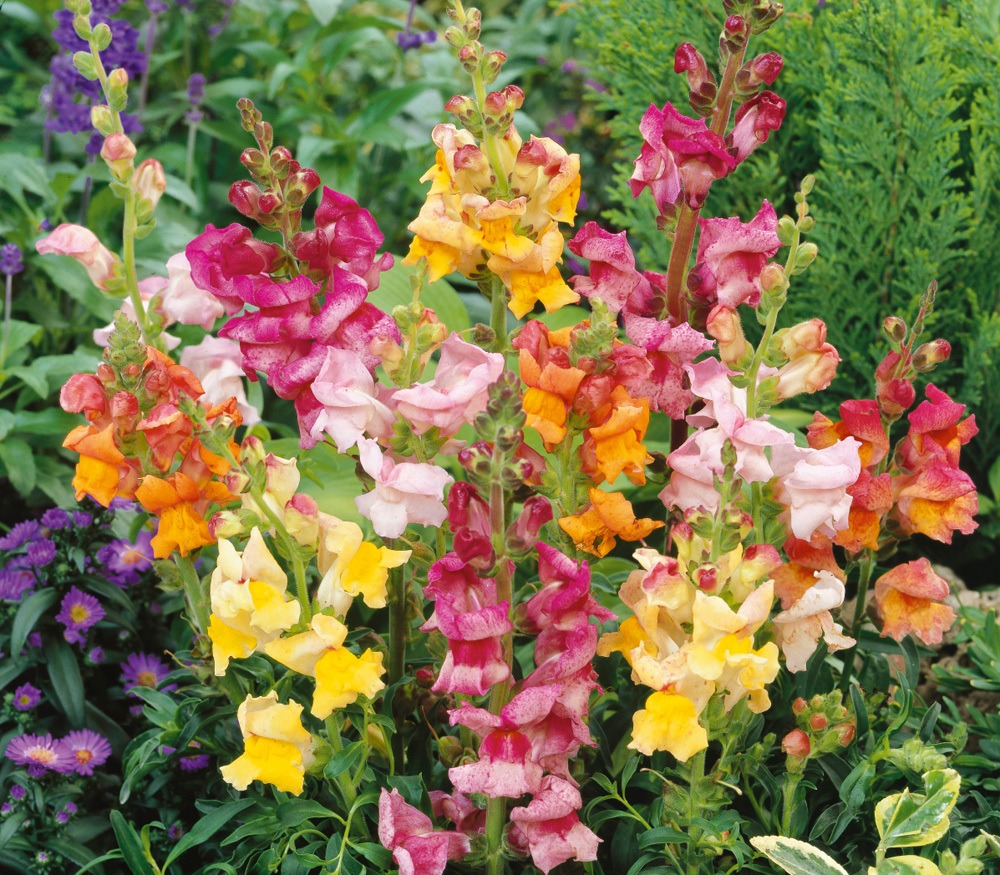 leeuwenbekjes vaste plant