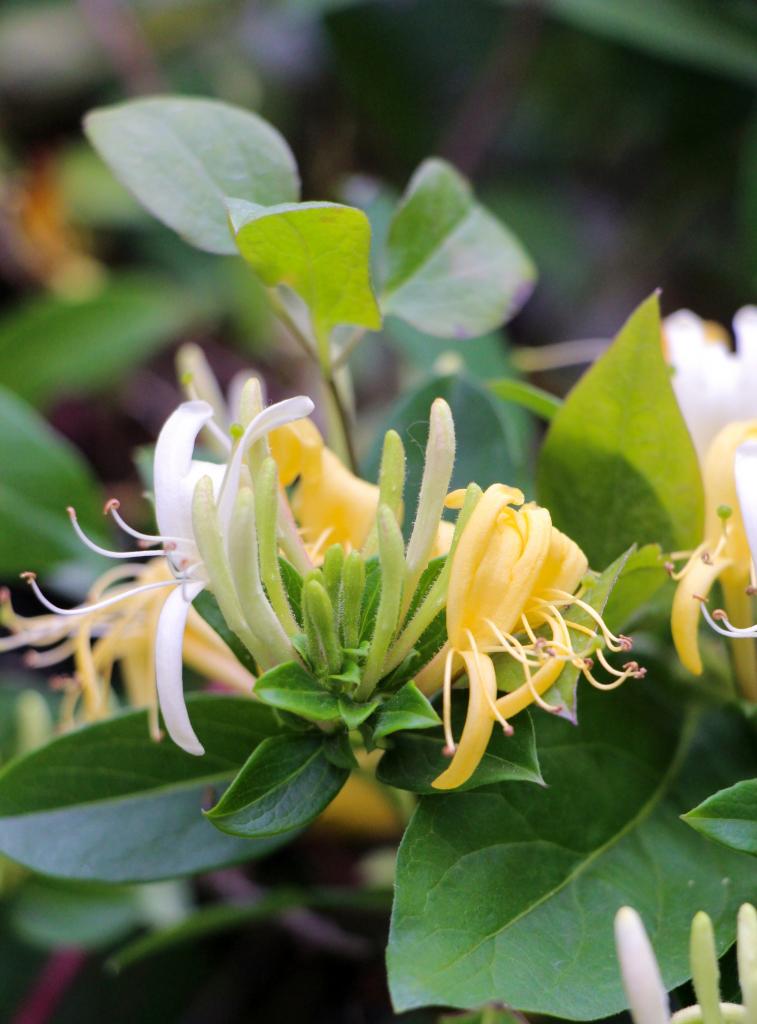 Betoverende Aromatische Pracht: Ontdek Lekker Geurende Planten voor Jouw Tuin