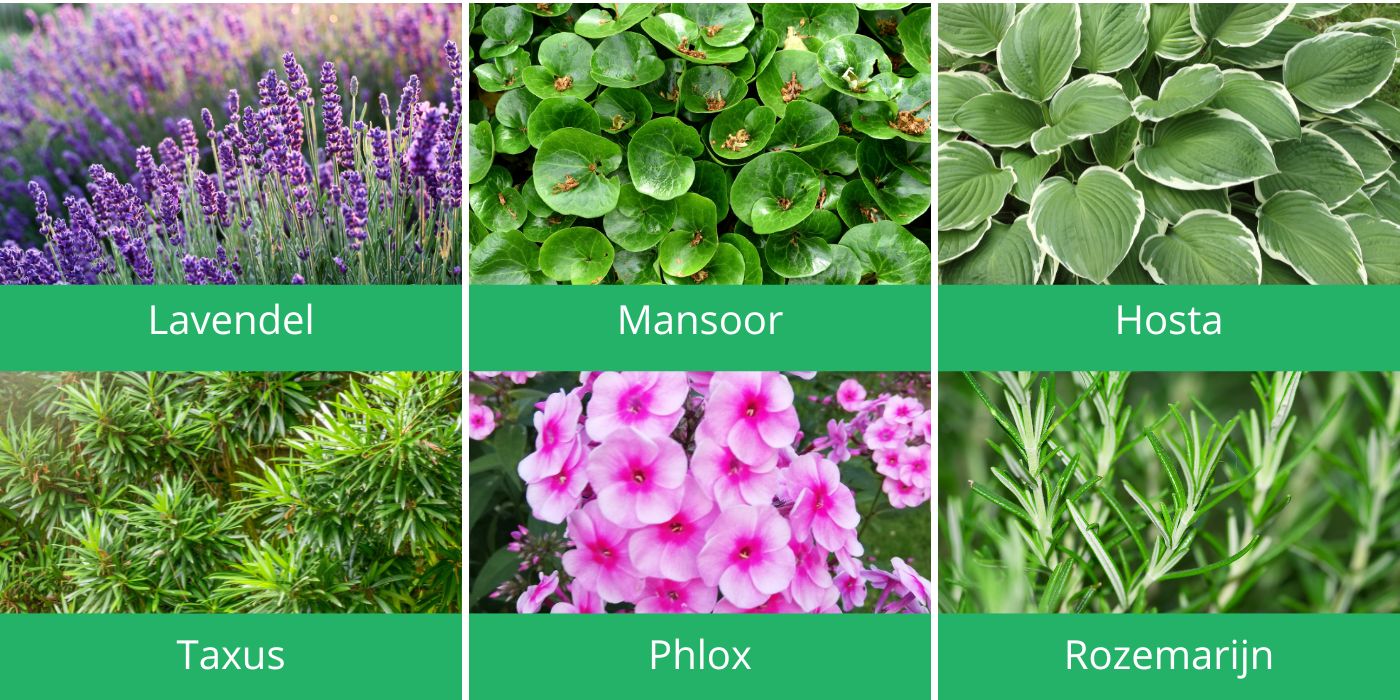 leuke tuinplanten