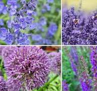 paarse vaste tuinplanten