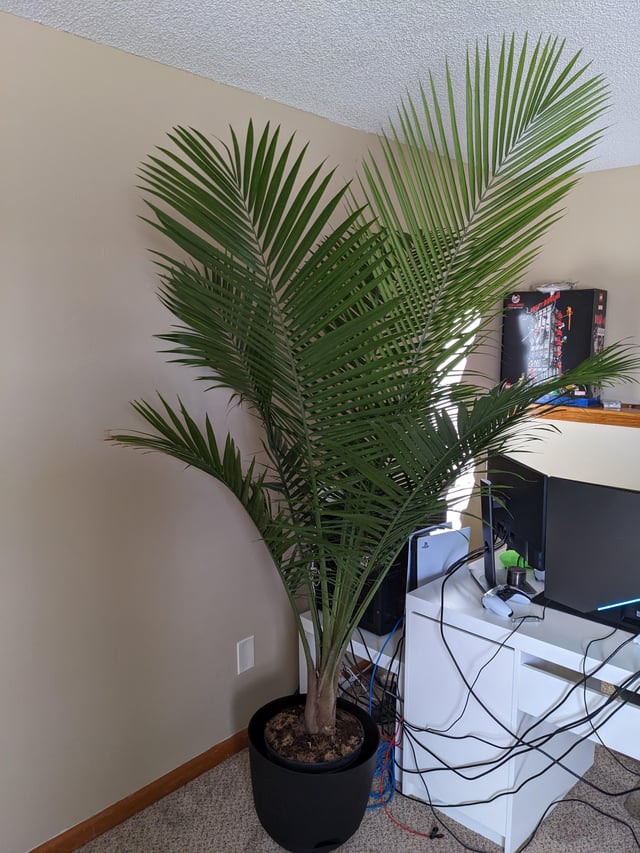 palm tuinplant