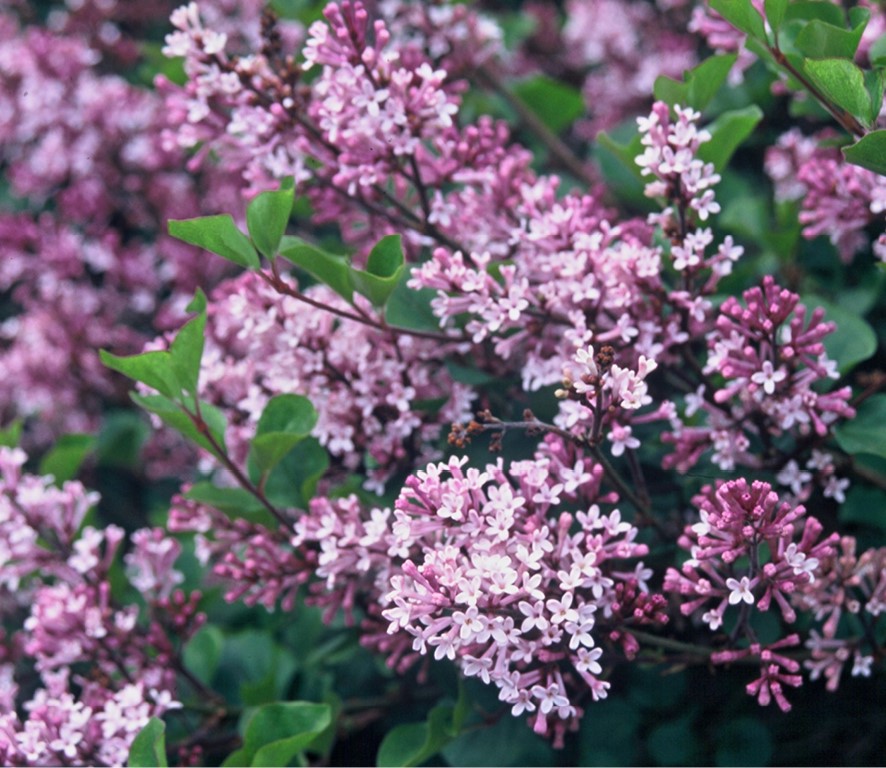 Prachtige Groenbeleving bij Pelckmans Tuinplanten