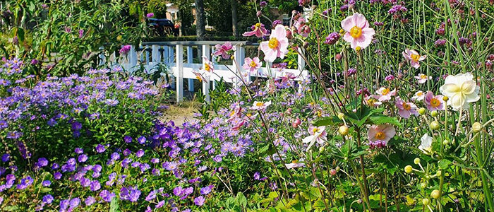 populaire vaste planten