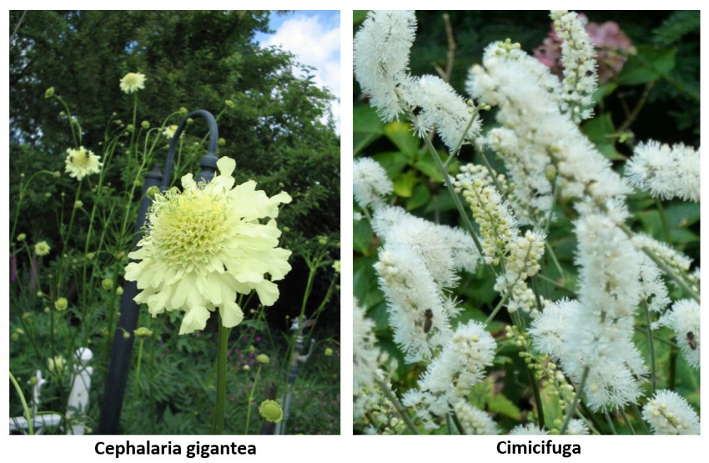 Indrukwekkende Tuinplanten met Groot Blad: Een Groene Statement voor Uw Tuin
