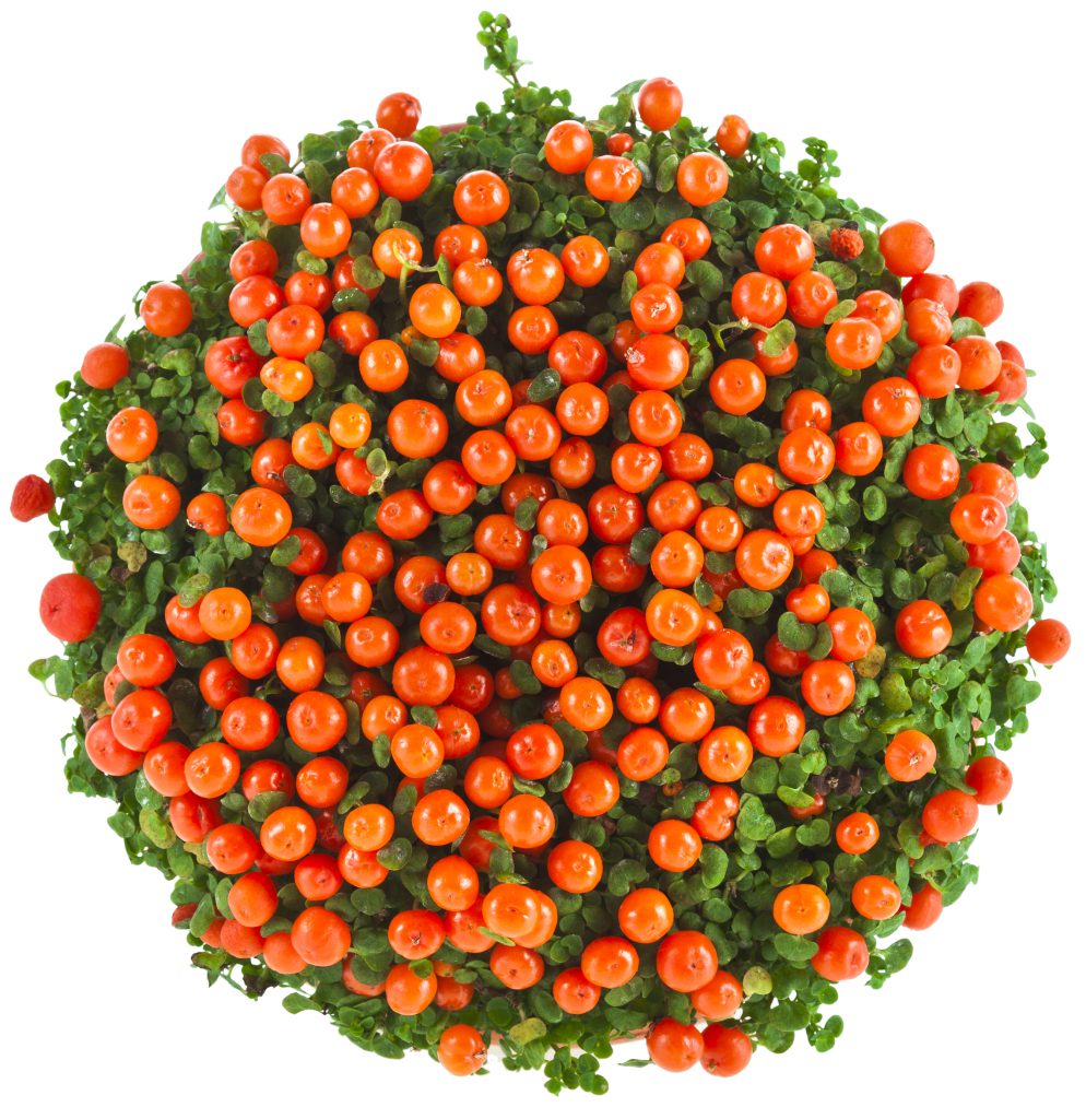 tuinplant met oranje bolletjes