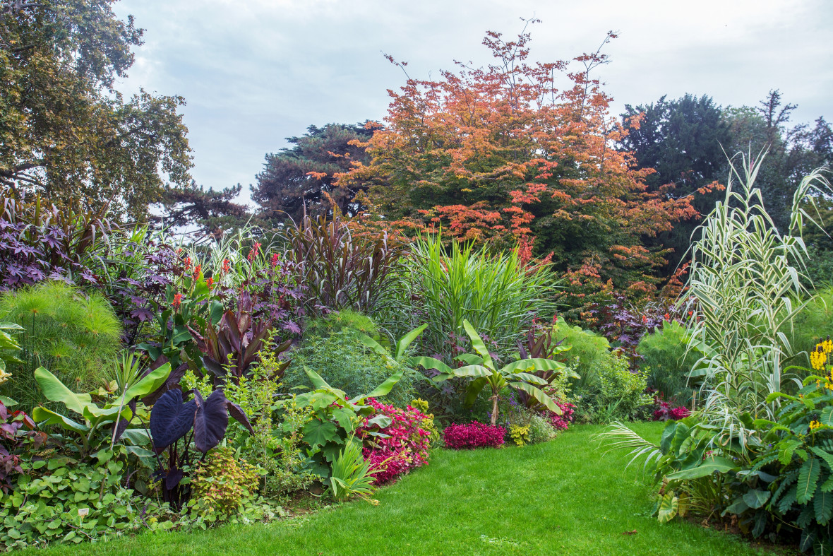 Pracht en Praal: Tuinplant met Pluimen Brengt Elegantie in uw Tuin