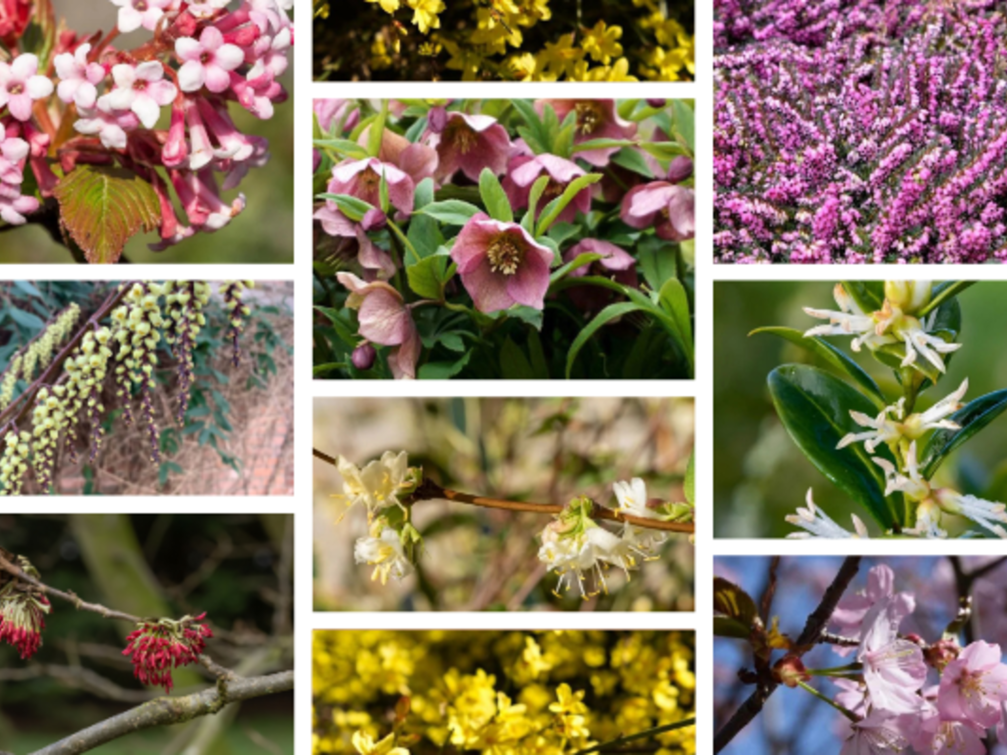 Prachtige Winter Planten Met Bloemen: Kleurrijke Vreugde Tijdens het Kille Seizoen