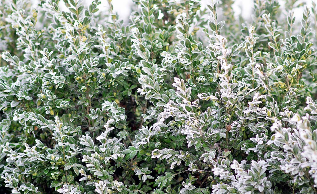 winter planten voor buiten