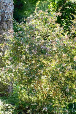wintergroene planten volle zon