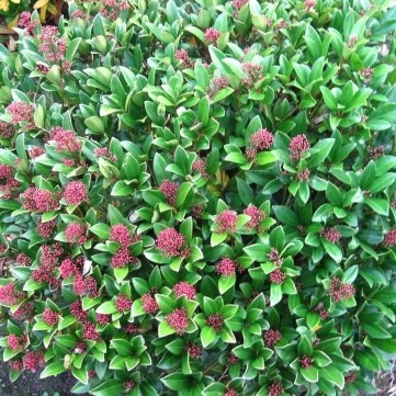 bloeiende planten voor in de schaduw